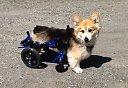 Dog Wheelchairs Is Wonderful Solution For Mobility