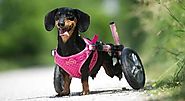 Dog Wheelchairs – Several Reasons Your Canine Needs Them