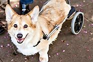 Introduction To Dog Wheelchair Plans