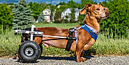 What to Look For in Buying a Dog Wheelchair