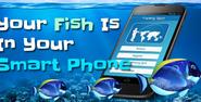 Your Fish is in Your Smart Phone - Bubblews