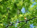 very beautiful birds | RedGage