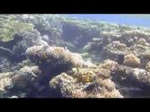 Egypt 2013 - Hurghada, Snorkeling, Dolphins, Jungle Aqua Park, Quad