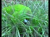 New Zealand Birds: Antipodes Island Parakeet (Cyanoramphus uniclor) feeeding