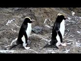 Erect-crested Penguins on Antipodes Island