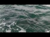 NZ XXXIII - Bay of Islands | Dolphin Cruise