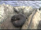 Seals Chatham Islands NZ