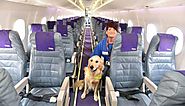 Important Tips For Flying with Fido - Travel Tips - UberPanache