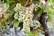 Taste Le Tour 2014 Ep18 - Pau To Hautacam