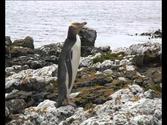 Heritage Expeditions - The Subantarctic Islands of New Zealand