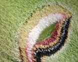 Top 5 Set of Eyes Painted on Eyelids ! (Photos) - Tackk