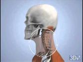 Whiplash | Whiplash Symptoms & Causes | Chiropractic Care | Whiplash Treatment San Gabriel