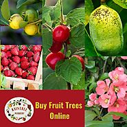 Buy Fruit Trees Online - Fruit Trees For Sale at Raintree Nursery