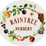 Order Olive Trees Online from Raintree Nursery