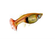 How To Tell If a Guppy is Pregnant?