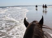 Kelly Seahorse Ranch. The only state-endorsed beach horseback riding in Florida. Now offering bike rentals for the Am...