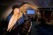 Nantucket Whaling Museum