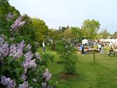 Rochester Lilac Festival - Wikipedia, the free encyclopedia