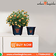 Buy Online Pots In Pune