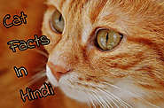 Cat In Hindi | बिल्लियों के बारे में 30 रोचक तथ्य » Tips In Hindi