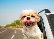 Des idées de destinations pet-friendly pour partir avec votre chien