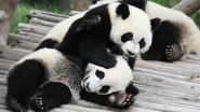 Panda Cam