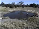 Africam | A LIVE 24x7 Interactive African Wildlife Safari | Africam
