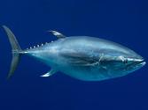 Live Web Cams at the Monterey Bay Aquarium