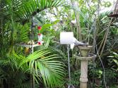 Ornithos Atlantic Rainforest Webcam | World Land Trust
