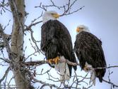 Bald Eagle Cam: Watch Decorah Eaglets Grow Up Live