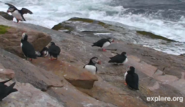 Puffin Loafing Ledge