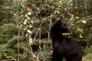 North American Bear Center - Holly Bear's Den Cam - Live