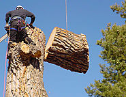 Allworth Chipping Tree Services - Tree Cutting, Tree Lopping, Tree Removal, Tree Service, Stump Grinding, Chipping Se...