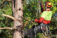 Tree Lopping, Tree Cutting, Tree Removal, Tree Service, Stump Grinding, Chipping Services Newcastle, Lake Macquarie, ...