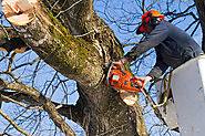 Tree Cutting, Tree Lopping, Tree Removal, Tree Service, Stump Grinding, Chipping Services Newcastle, Lake Macquarie, ...