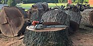 Stump Grinding, Tree Cutting, Tree Lopping, Tree Removal, Tree Service, Chipping Services Newcastle, Lake Macquarie, ...