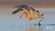 Dance of the egret