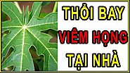 Những cách chữa viêm họng hạt bằng lá đu đủ - Khoa Tai Mũi Họng An Việt