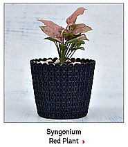 Personalised Plant