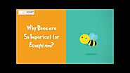 Why Bees are So Important for Ecosystem?