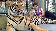 5.Visit Tiger Kingdom