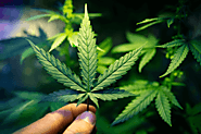 Tennessee Senate passes medical marijuana legalization bill