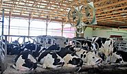 Economic Dairy Bedding Considerations