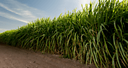 How Gypsum Fertilizer Can Increase the Yield of Sugarcane