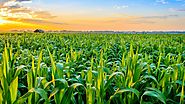 How to Correct Sulfur Deficiency for Improved Crop Production
