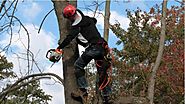 All You Need to Know About Tree Pruning Aspects in Detail