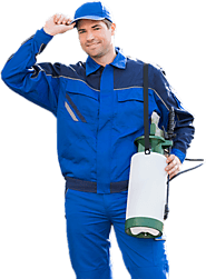 Mosquitoes Control Services in Gurgaon | Mosquito Pest Control Services in Gurugram