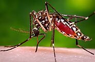 Mosquito Control in Briny Breezes FL - Palm Beach Pest Control