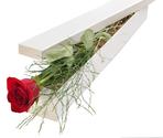 A Red Rose in box | Red Roses | FLOWERS IN MELBOURNE | FloristMelb.com.au