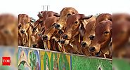 62 cows dead after consuming poisonous feed in Bikaner | Jaipur News - Times of India